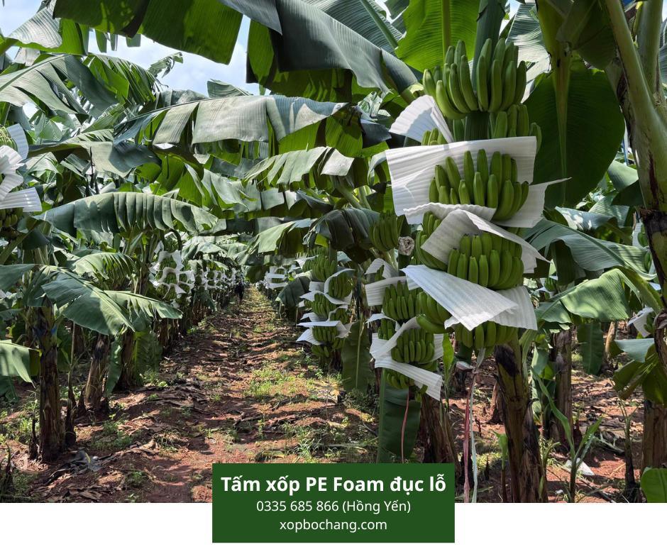 Tấm xốp PE Foam đục lỗ Tấm xốp PE Foam đục lỗ