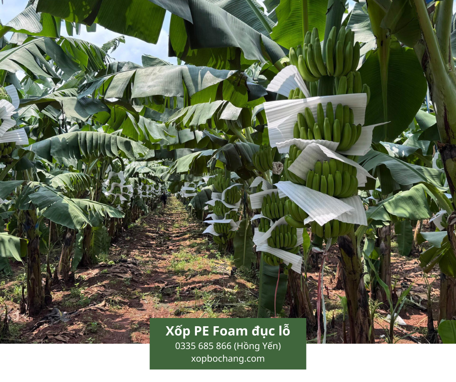 Xốp PE Foam đục lỗ Xốp PE Foam đục lỗ